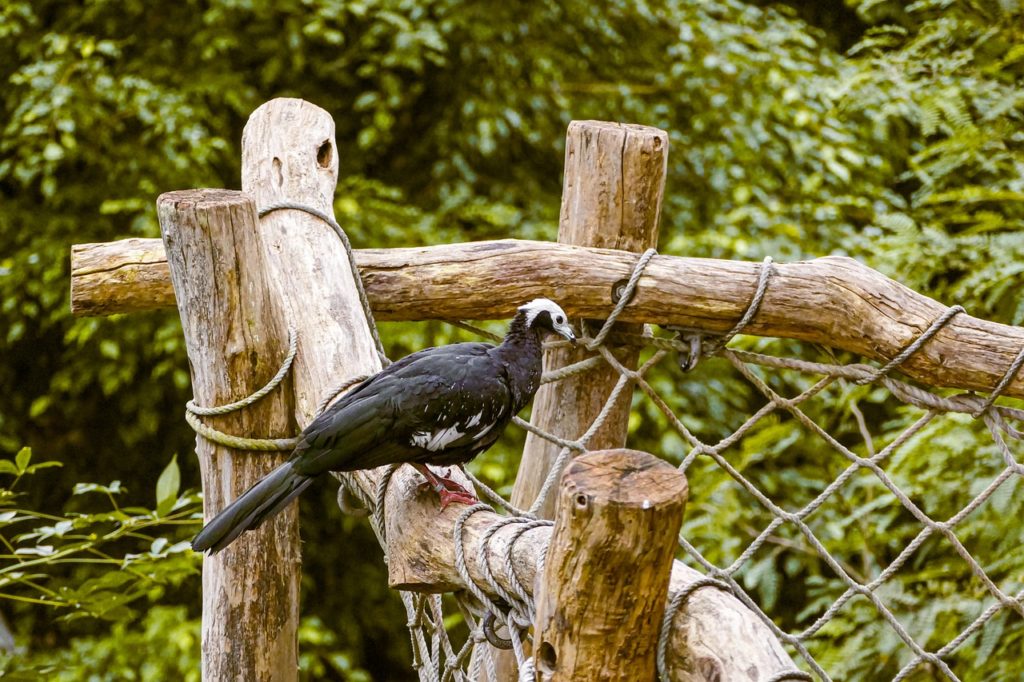 Birds With White Heads