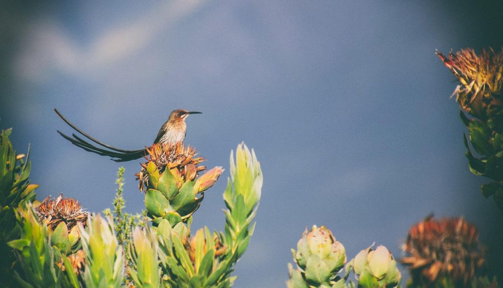 Birds With Tails