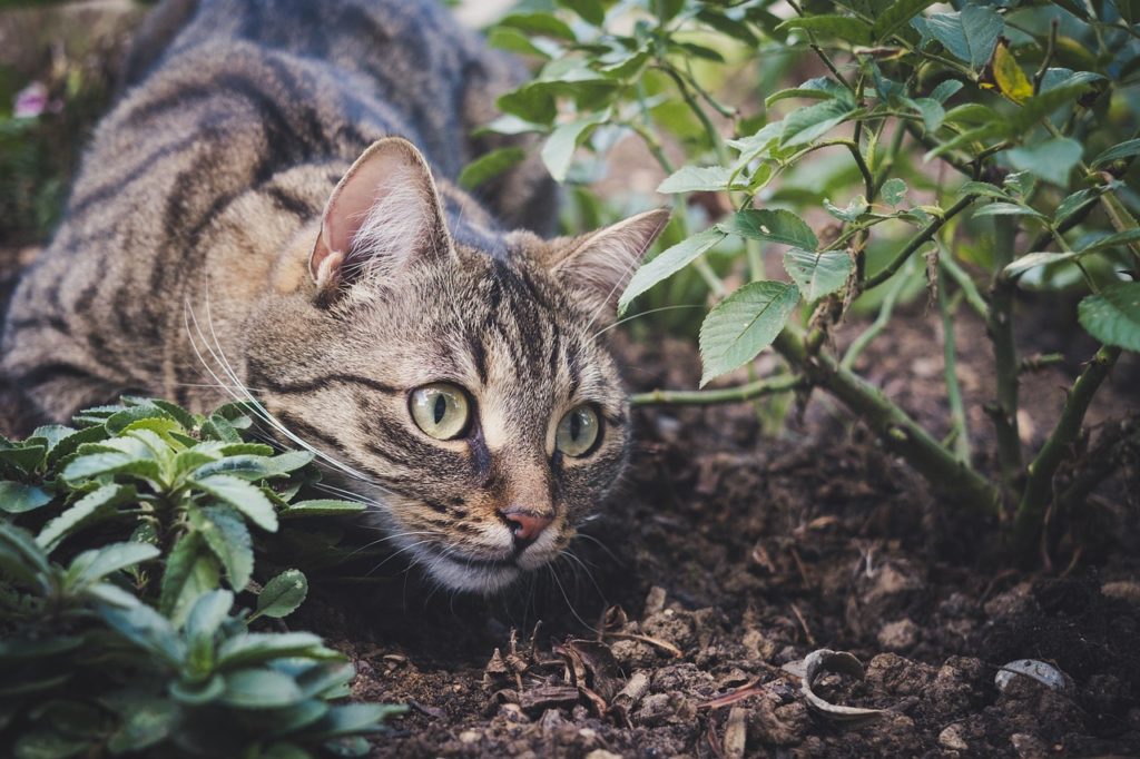 Cat Deterrent Plants