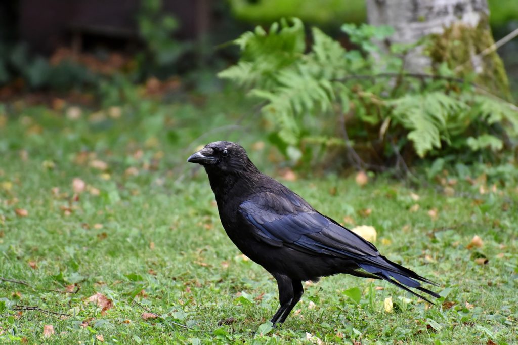 What Are Crows Good For?