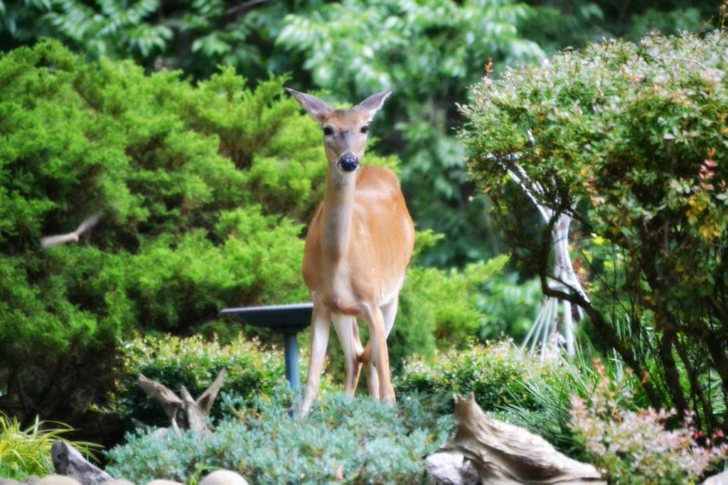 Irish Spring Deer Repellent