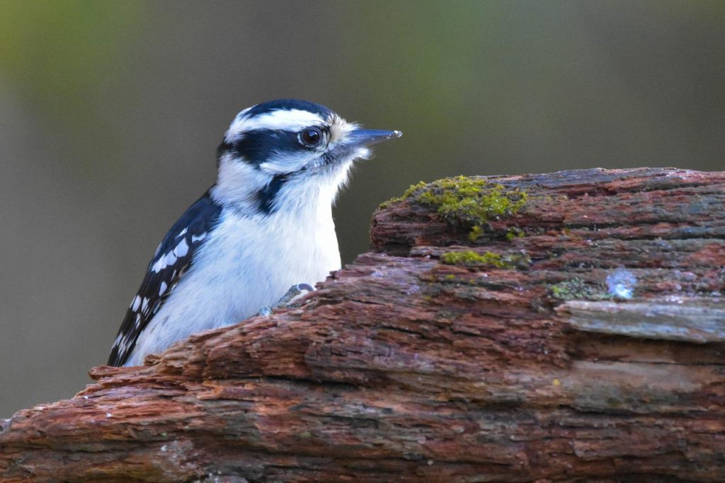 Birds With White Heads