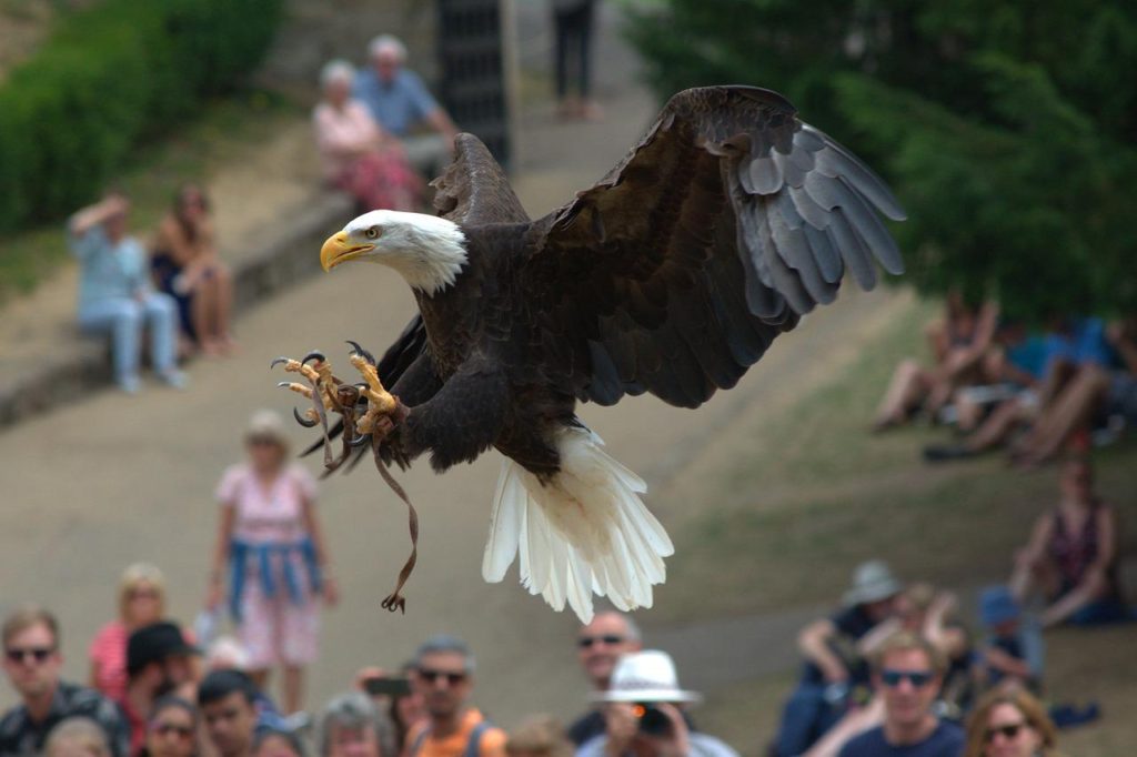 Birds With Talons