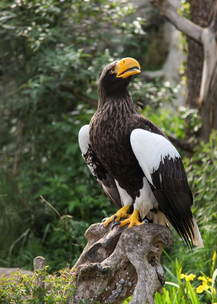 Birds With Talons