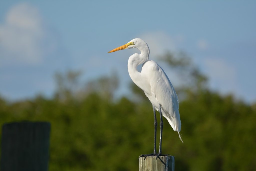 Birds With White Heads