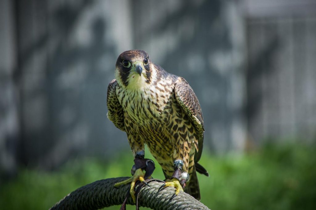 Birds With Talons