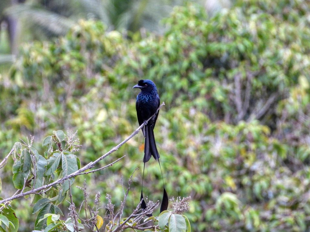 Birds With Tails