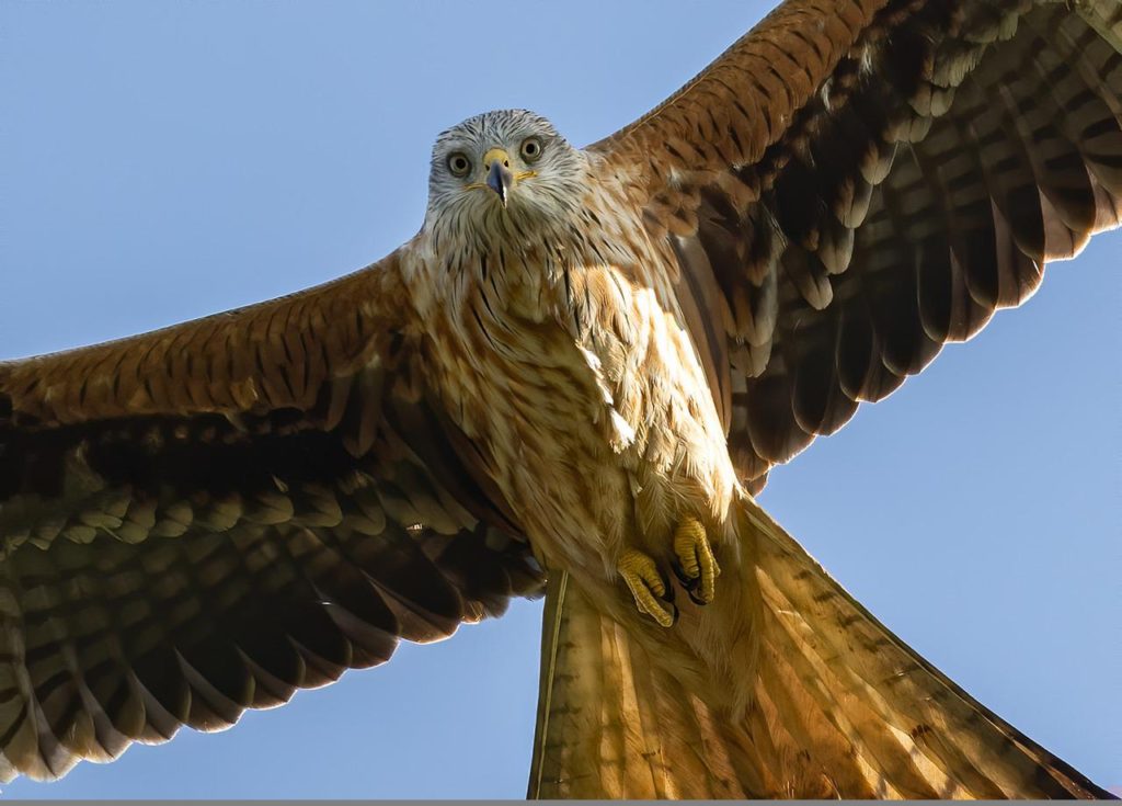 Birds That Look Like Owls