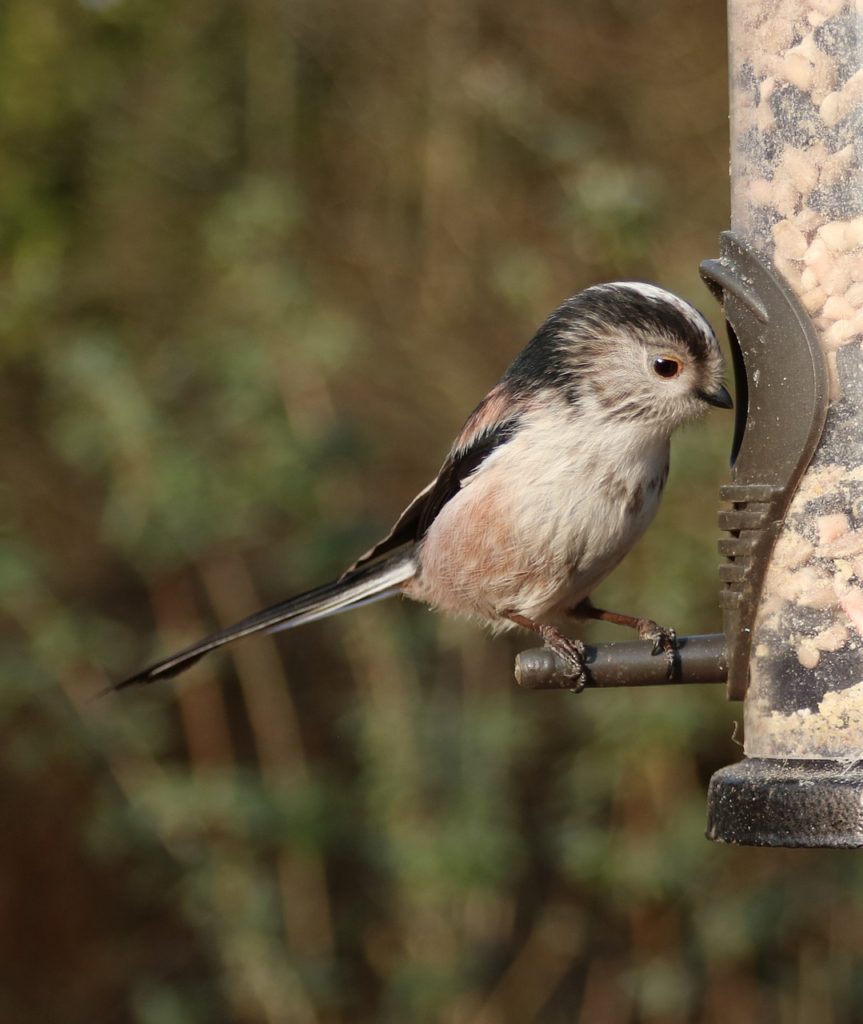 Birds With Tails