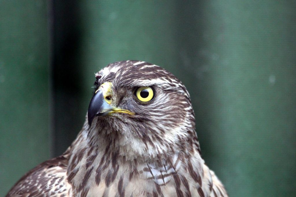 Birds That Look Like Owls