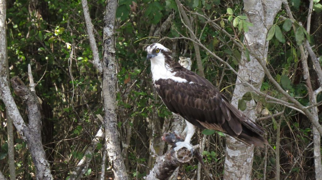 Birds With White Heads