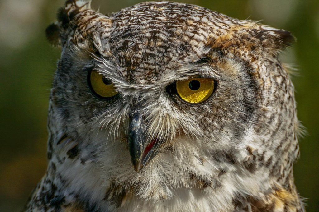 Birds That Look Like Owls