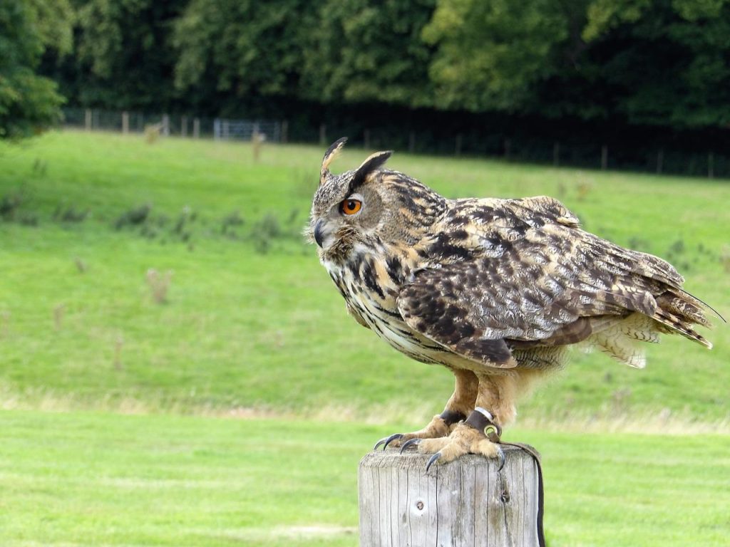 Birds With Talons