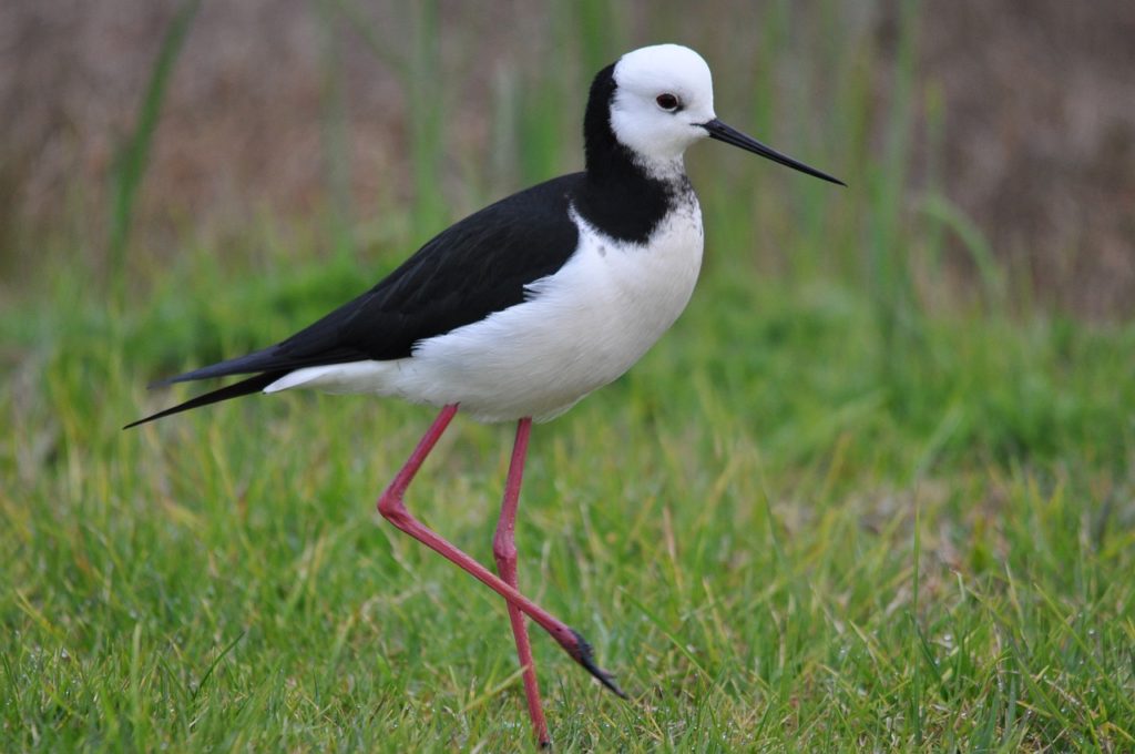 Birds With White Heads