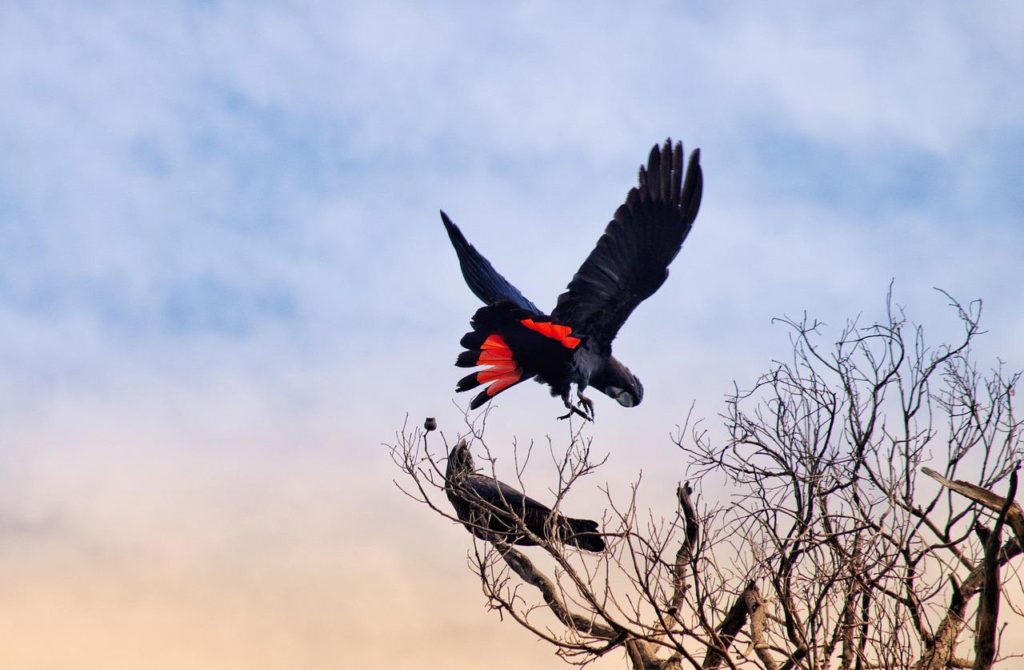 Birds With Tails