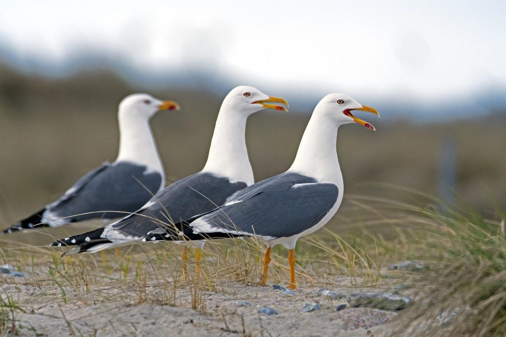 Birds With White Heads