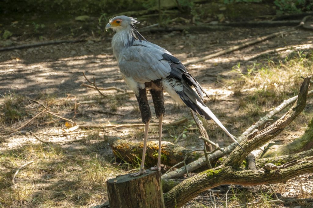 Birds With Talons