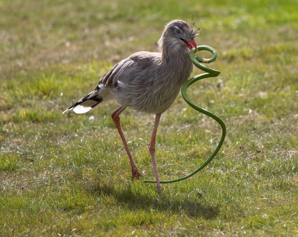 Birds With Talons