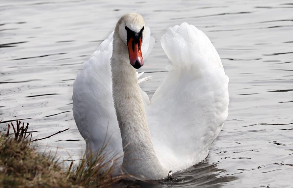 Why Would A Swan Be Alone?