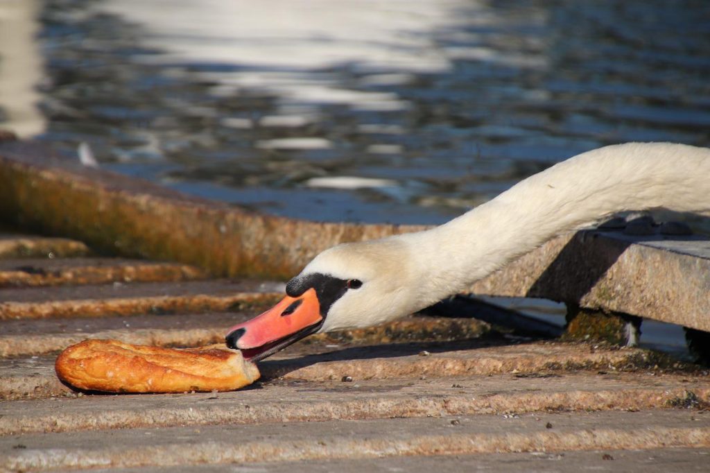 What Do Swans Eat?