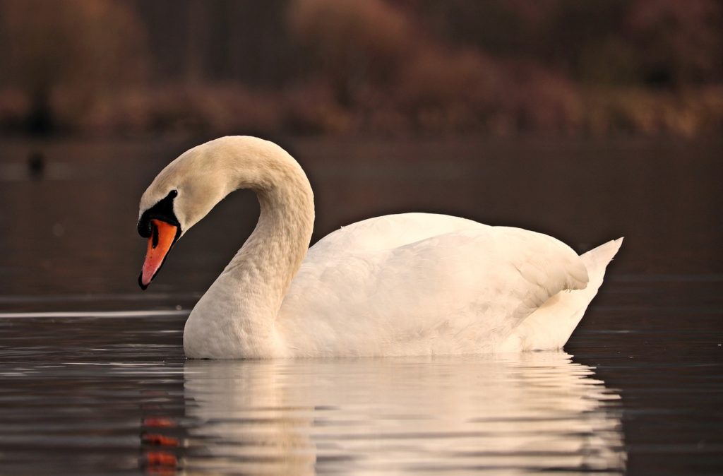 What Do Swans Eat?