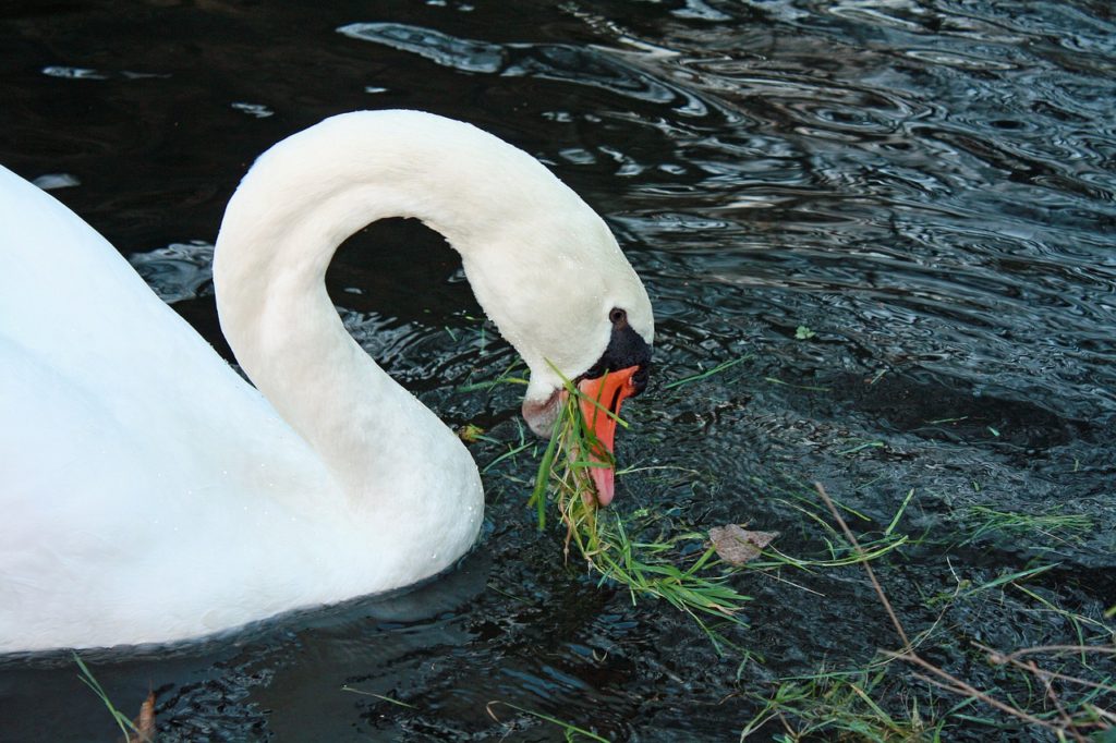 What Do Swans Eat?