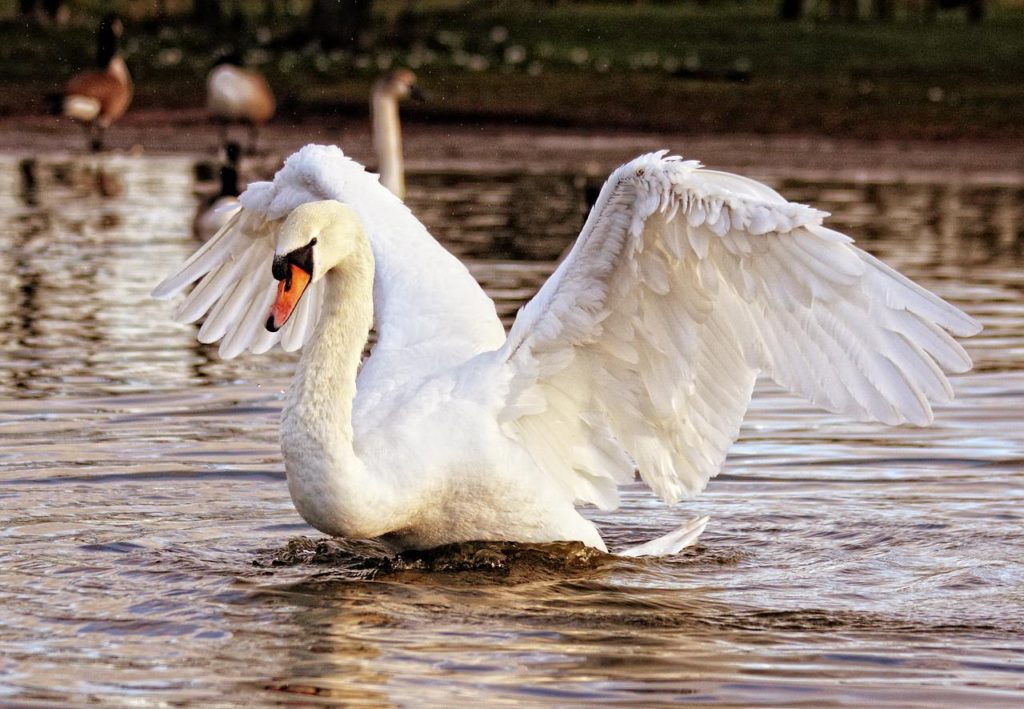 Why Are Swans Protected?