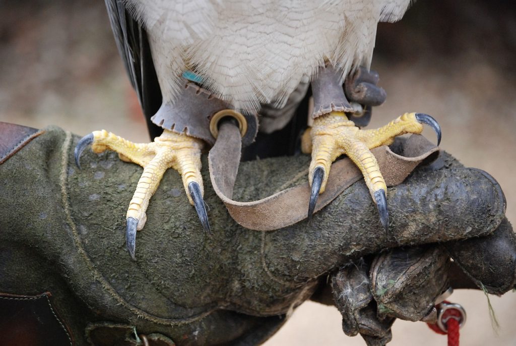 Birds With Talons