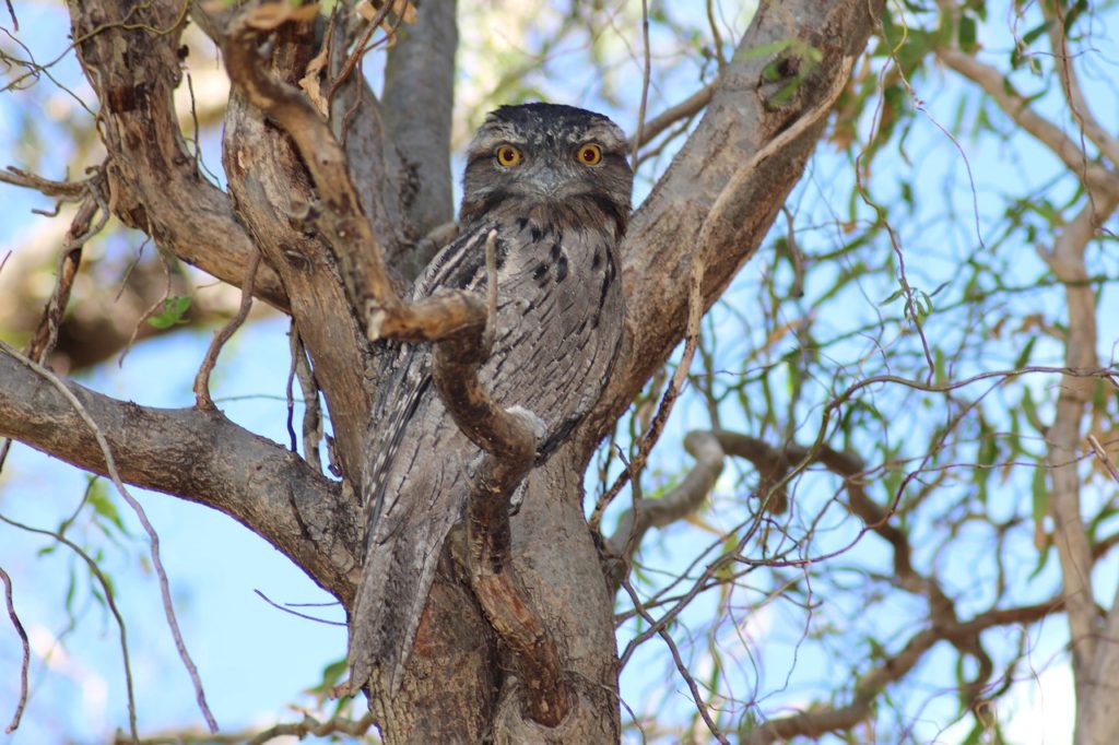 Birds That Look Like Owls