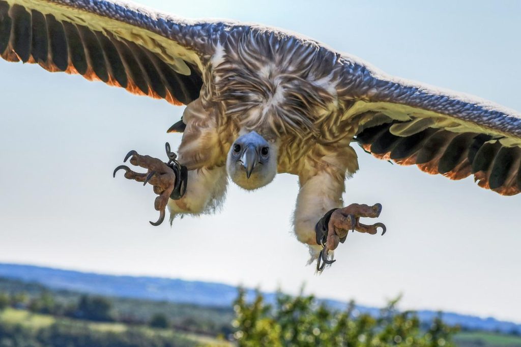 Birds With Talons