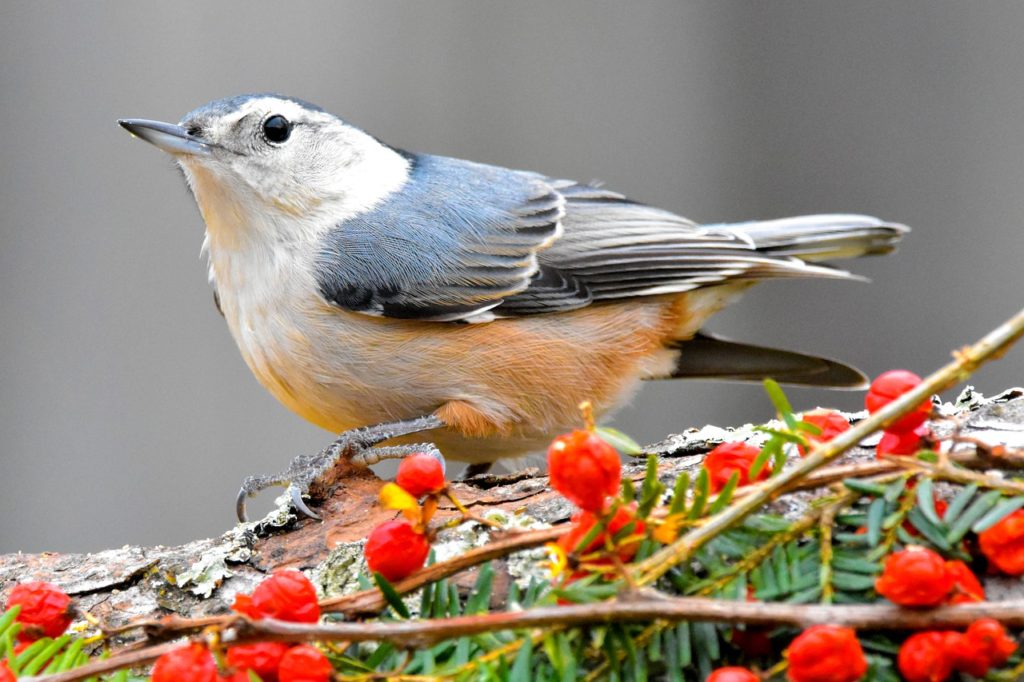 Birds With White Heads