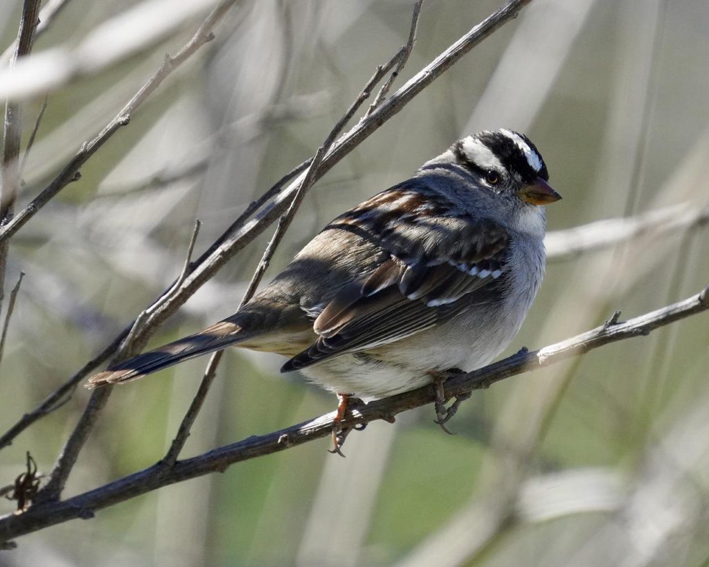 Birds With White Heads