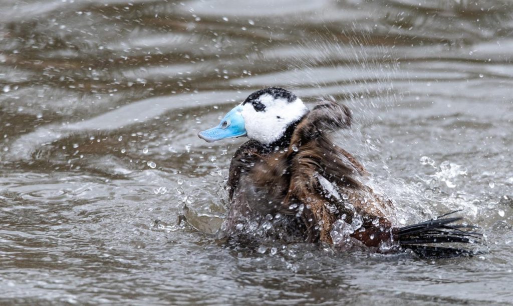 Birds With White Heads