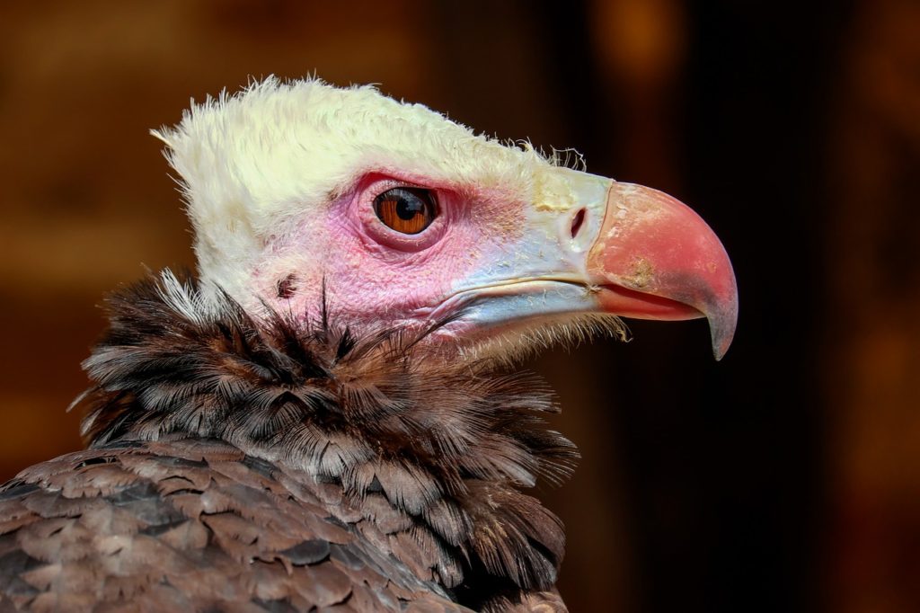 Birds With White Heads