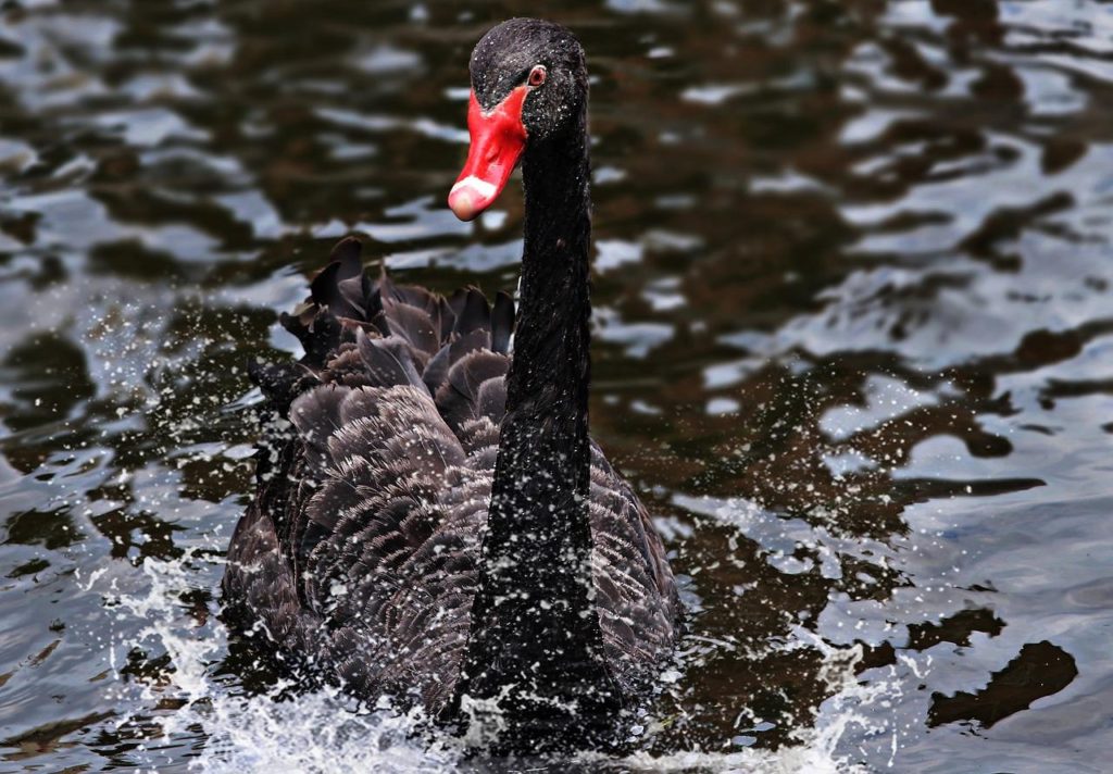 How Long Do Swans Live?