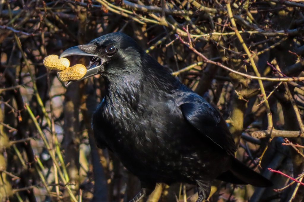 What Do Crows Eat?