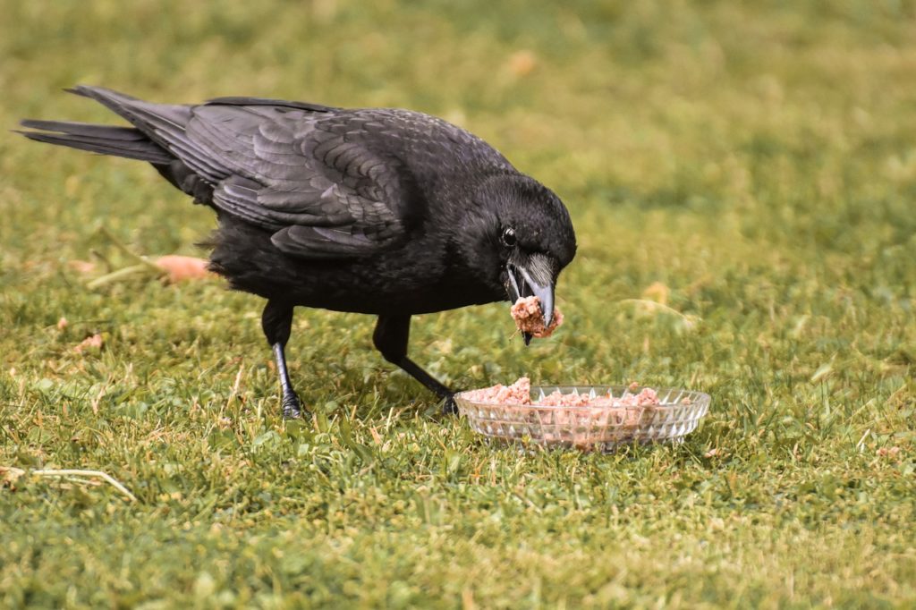 What Do Crows Eat?