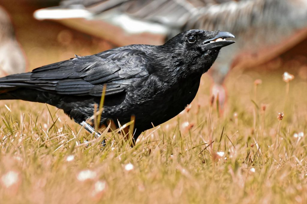 What Do Crows Eat?