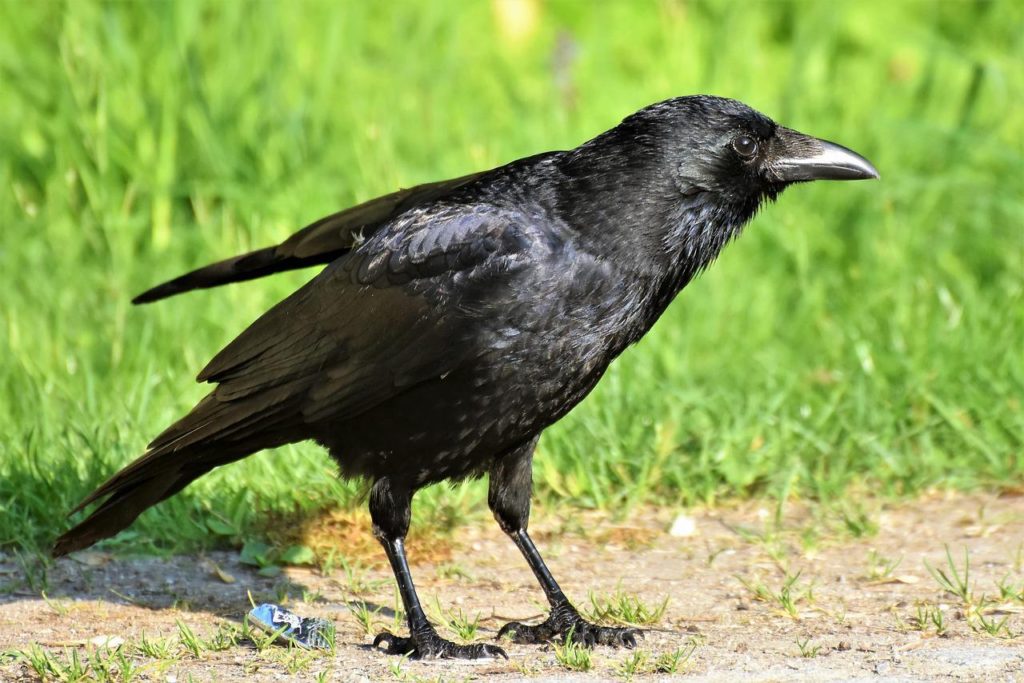 Are Crows Good Pets? 