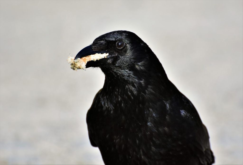 What Do Crows Eat?