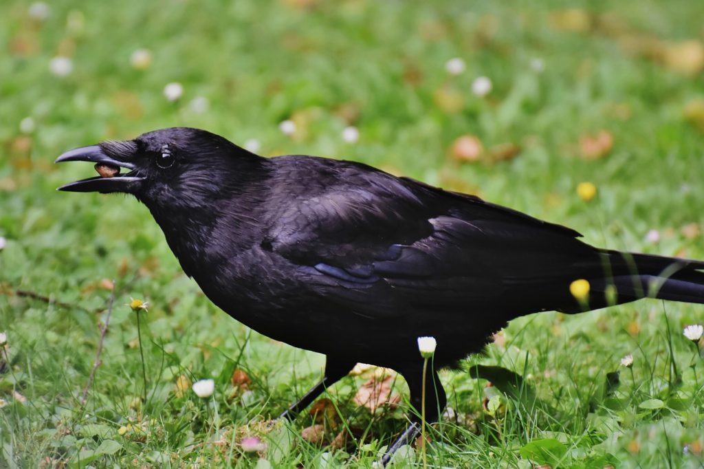 What Are Crows Good For?