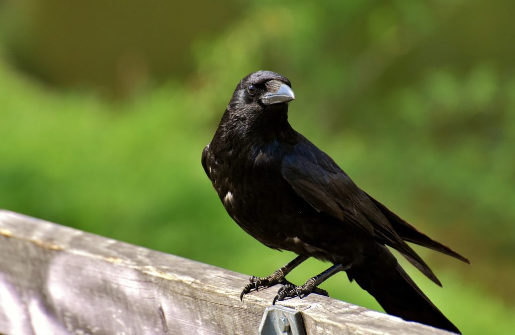 How To Attract Crows To Your Yard