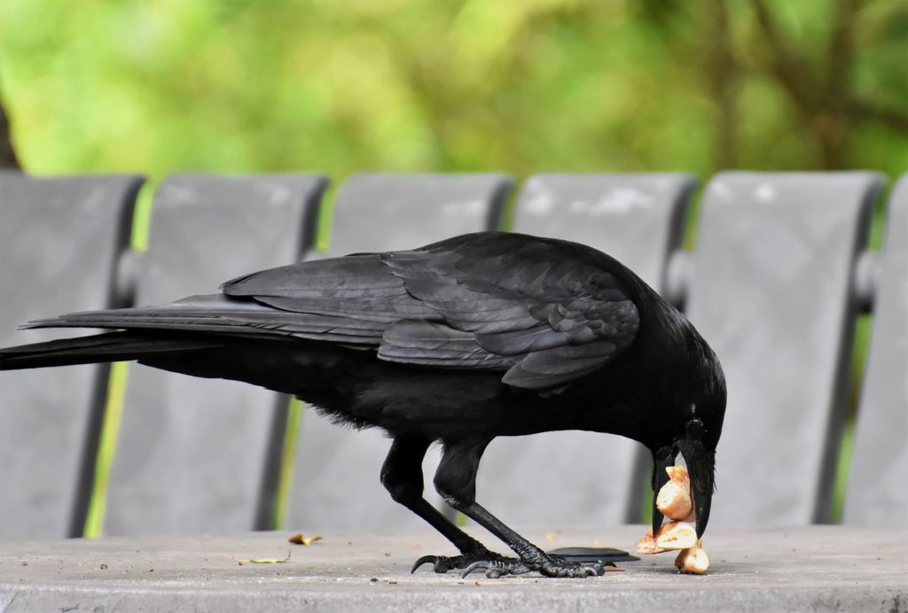 How To Attract Crows To Your Yard