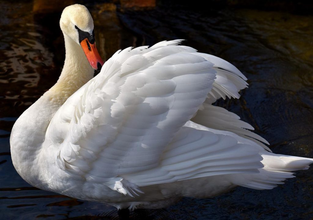 How Long Do Swans Live?