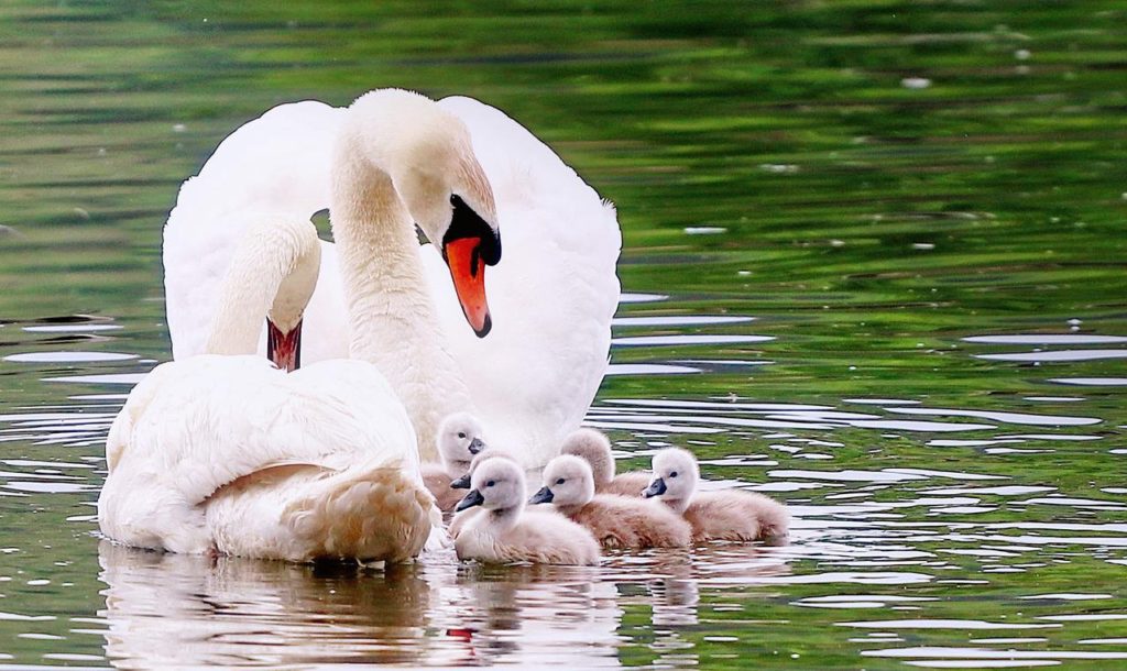 How Long Do Swans Live?