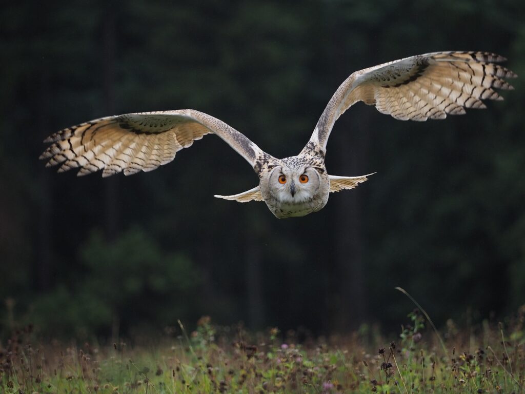 How To Get Rid Of Owls In Your Yard