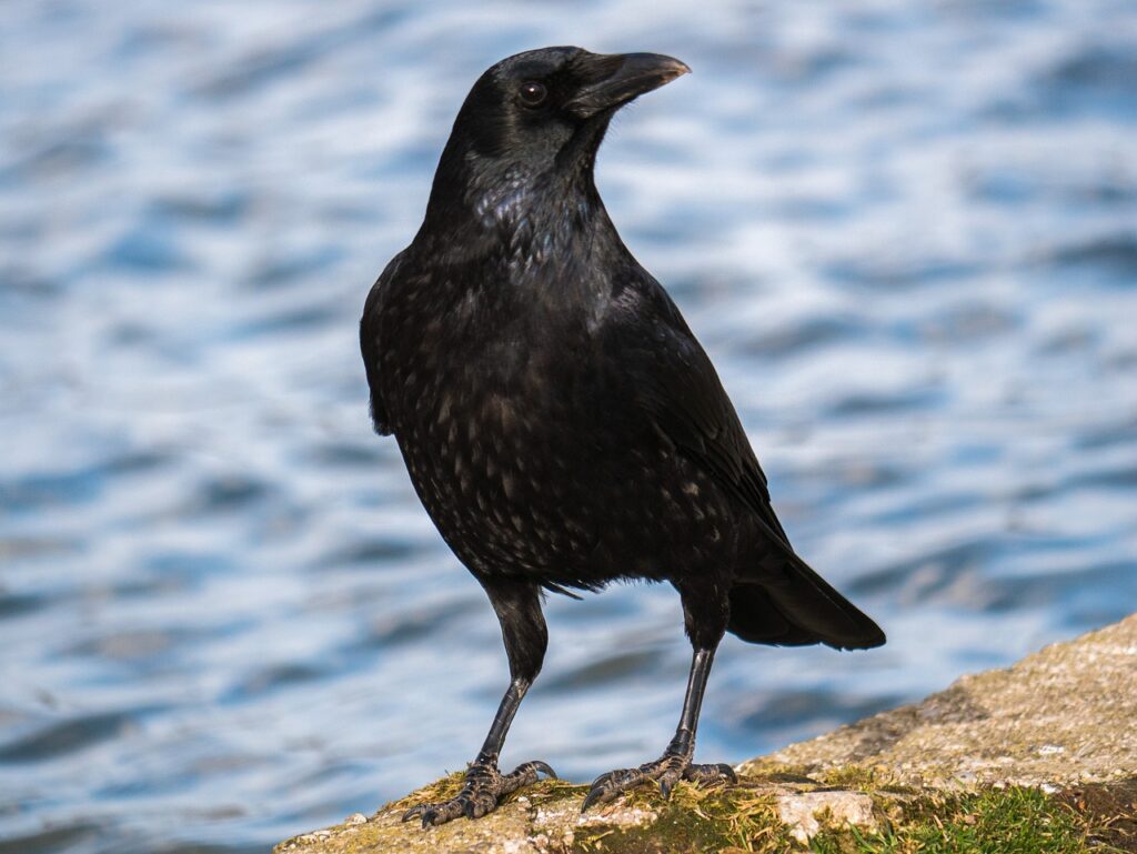 Why Are Crows Black