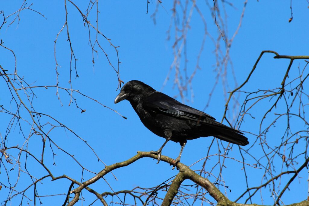 Are All Crows Black?