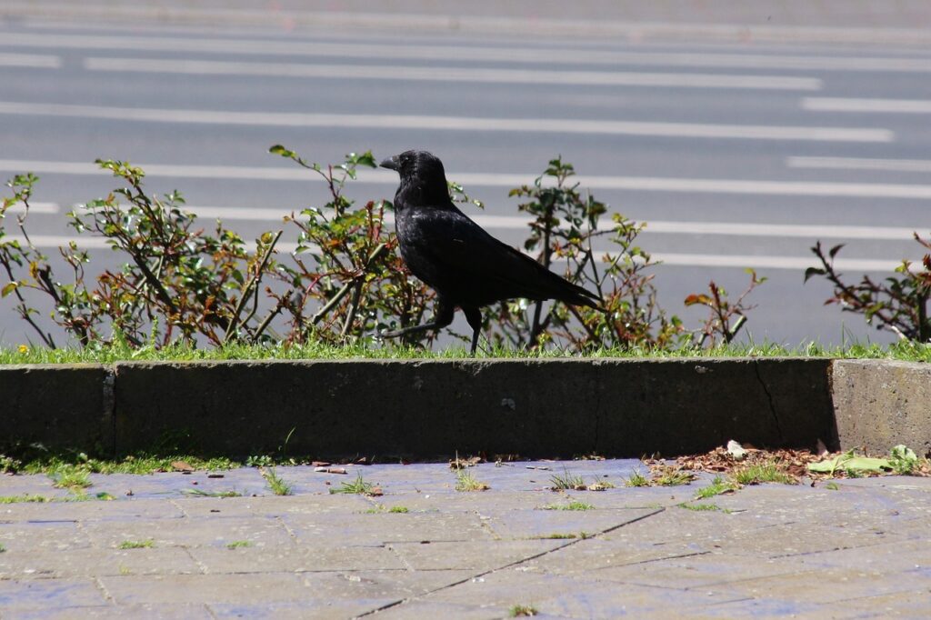 Enemies Of Crows