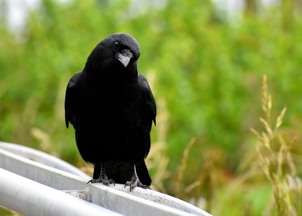 Are Crows Friendly?